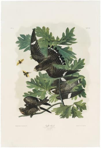 Audubon Bien Ed. Pl. 43 Night Hawk
