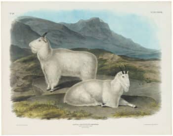 Audubon Bowen Ed. Pl. 128, Rocky Mountain Goat