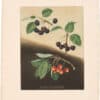 Brookshaw Pl. 11, Cherries - Tradesanto/ Millet's Duke