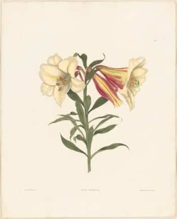 Bury Pl. 2, Japanese Lily