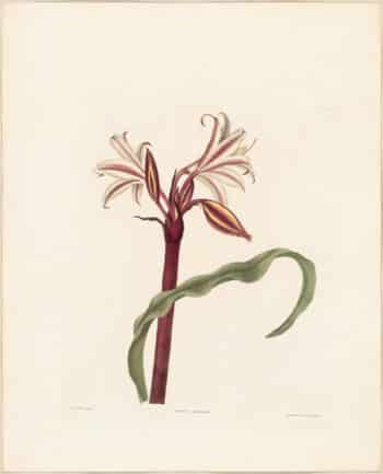 Bury Pl. 29, Milk-and-wine Lily