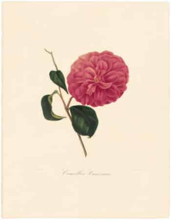 Berlese Pl. 23, Camellia Concinna