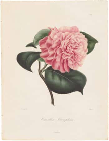 Berlese Pl. 104, Camellia Triumphans