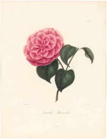 Berlese Pl. 121, Camellia Sherwodii