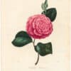 Berlese Pl. 143, Camellia Jussiana