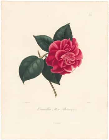 Berlese Pl. 162, Camellia Rex Bataviae, ou Roi...