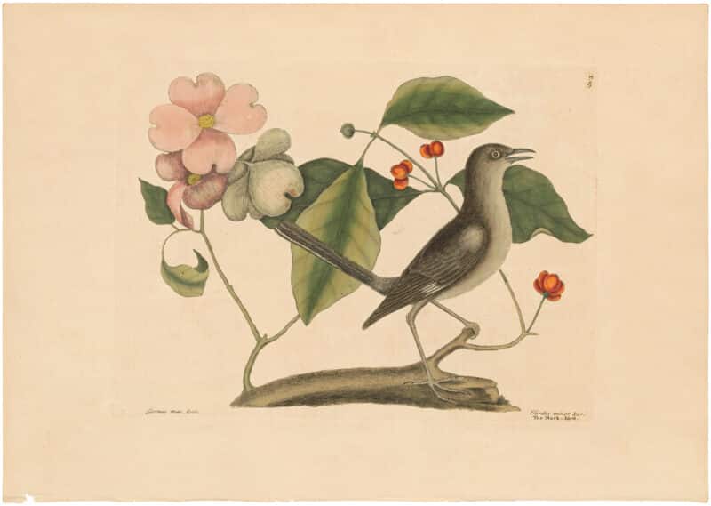 Catesby 1754, Vol. 1 Pl. 27, The Mockbird