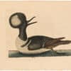 Catesby 1754, Vol. 1 Pl. 94, The Round Crested Duck
