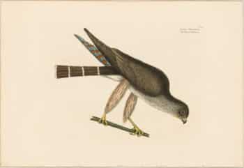 Catesby 1771, Vol. 1 Pl. 3, The Pigeon Hawk