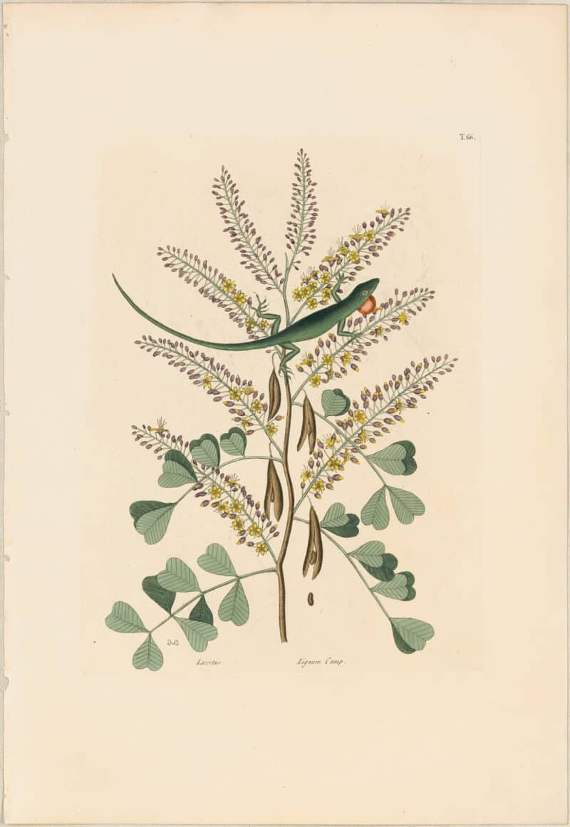 Catesby 1771, Vol. 2 Pl. 66, The Green Lizard of Jamaica