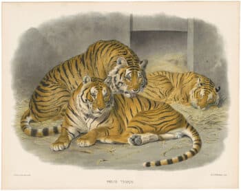 Monograph Felidae or Family of Cats - Antique Originals