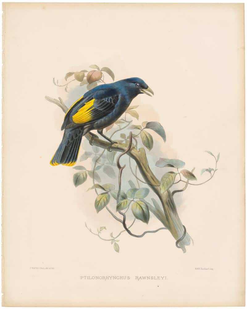 Elliot Pl. 29, Rawnsley's Bower-bird