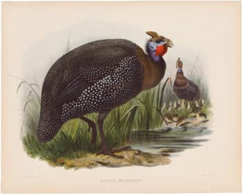 Elliot Pl. 28, Common Guinea-Fowl