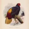 Elliot Pl. 41, Rufous-tail Pheasant