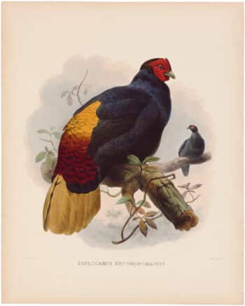 A Monograph of the Phasianidae or Family of Pheasants - Oppenheimer Editions