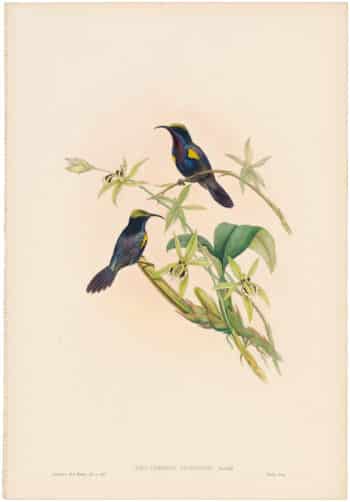 Gould Birds of Asia, Vol II, Pl. 25, Penang Sun-Bird