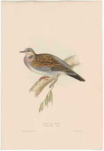 Gould Birds of Europe, Pl. 246 Turtle Dove
