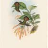 Gould Hummingbirds, Pl. 8, Lanceolate Hermit