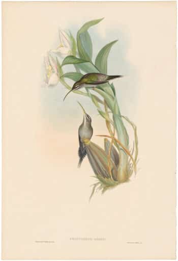 Gould Hummingbirds, Pl. 23, D'Osery's Hermit