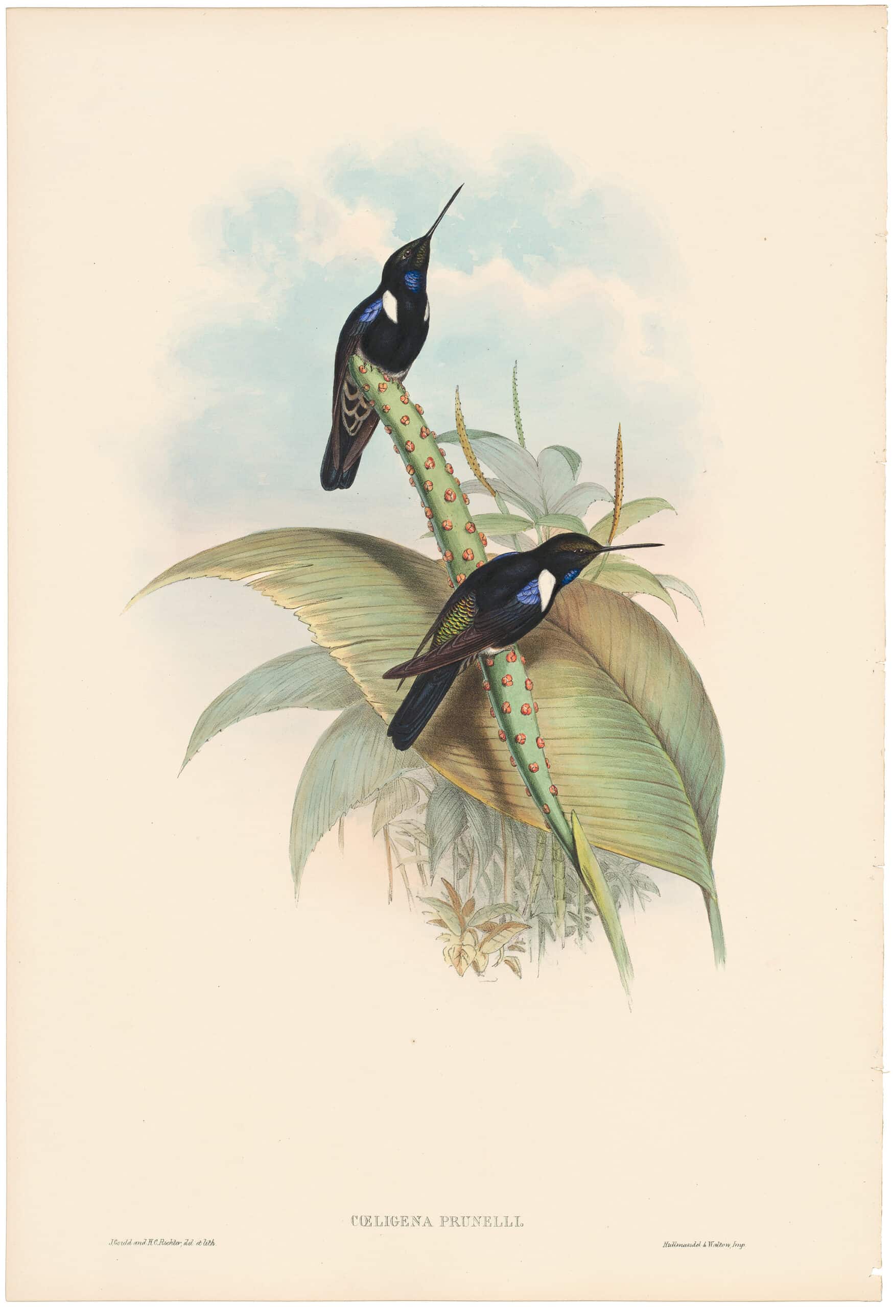 John Gould's hummingbirds – a Victorian obsession  Special Collections and  Archives / Casgliadau Arbennig ac Archifau