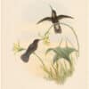 Gould Hummingbirds, Pl. 8A, Buckley's Mountain