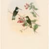 Gould Hummingbirds, Pl. 20A, Tschudi's Inca