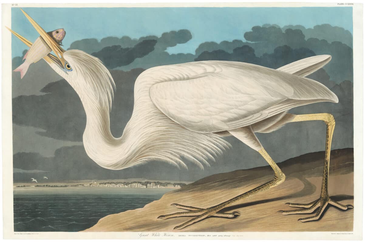 Audubon Havell Ed. Pl 281, Great White Heron
