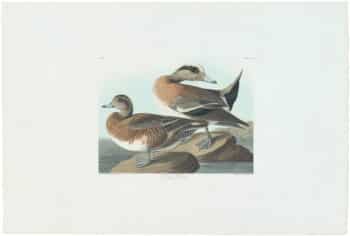 Audubon Havell Ed. Pl 345, American Widgeon
