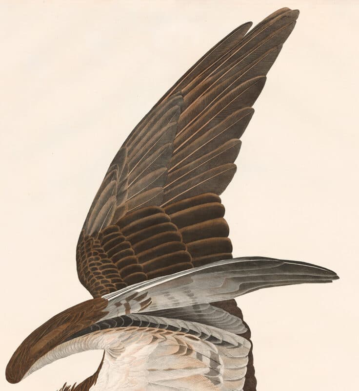 Audubon's Osprey