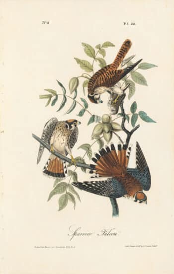 Audubon 1st Ed. Octavo Pl. 22 Sparrow Falcon