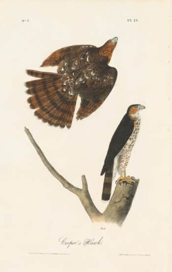 Audubon 1st Ed. Octavo Pl. 24 Cooper's Hawk