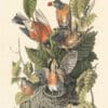 Audubon 1st Ed. Octavo Pl. 142 American Robin, or Migratory Thrush