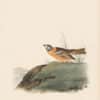 Audubon 1st Ed. Octavo Pl. 153 Painted Lark - Bunting