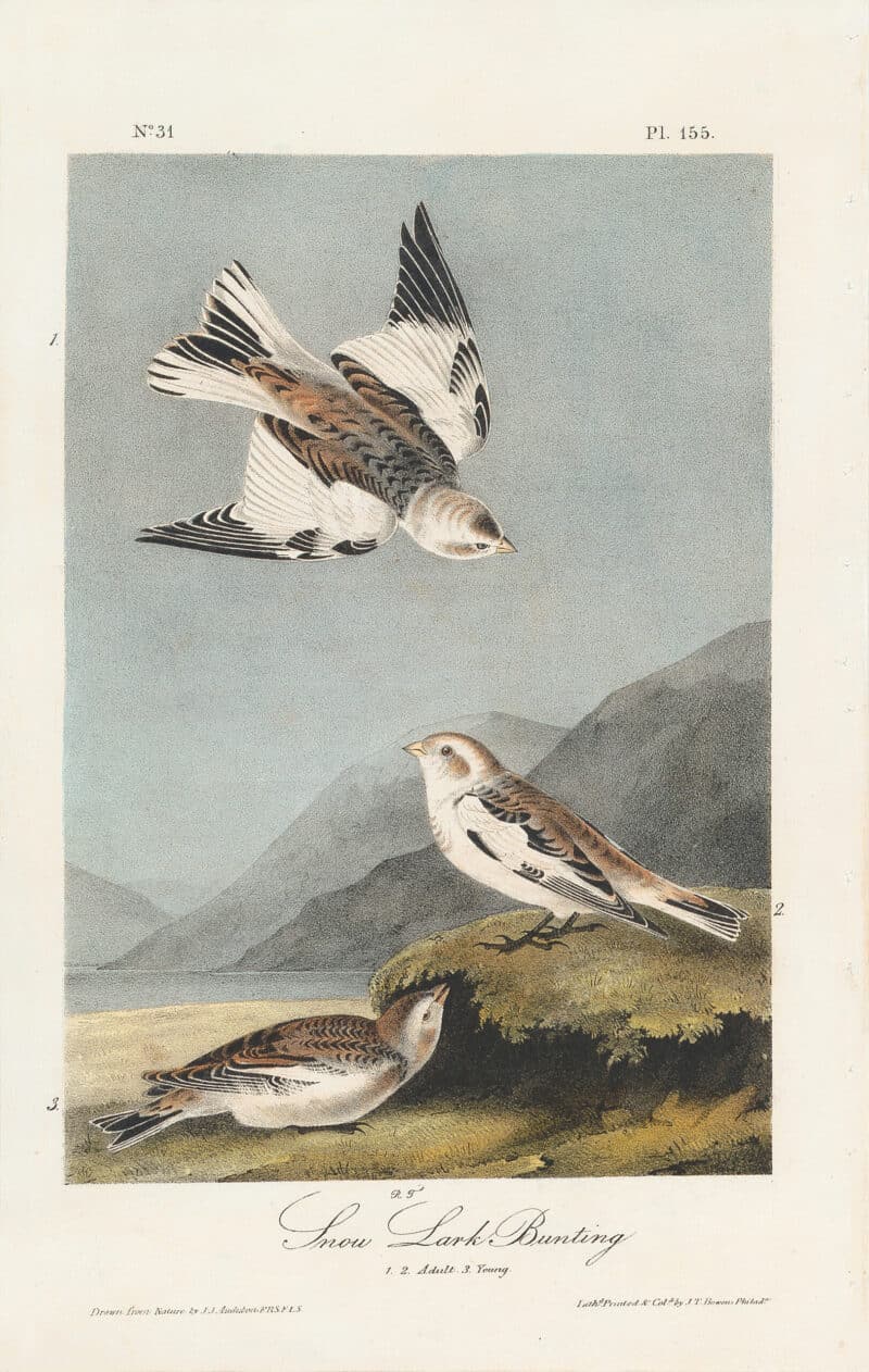 Audubon 1st Ed. Octavo Pl. 155 Snow Lark Bunting
