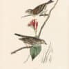 Audubon 1st Ed. Octavo Pl. 160 Savannah Bunting