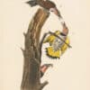 Audubon 1st Ed. Octavo Pl. 273 Golden-winged Woodpecker