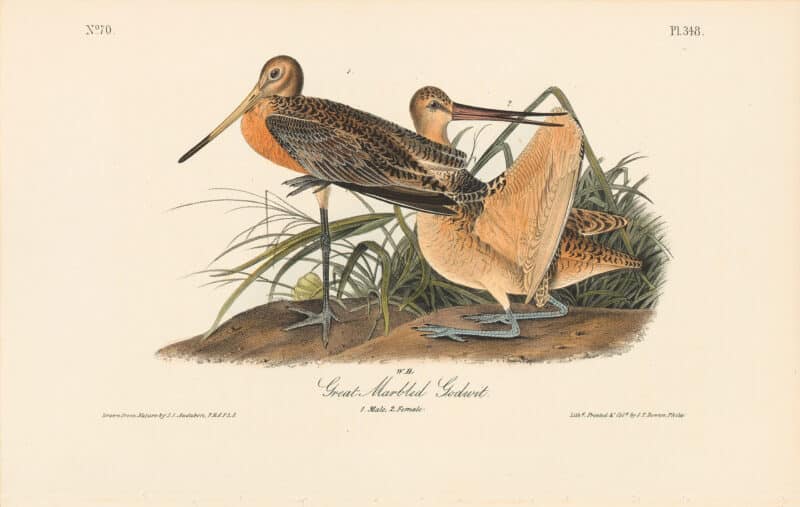 Audubon 1st Ed. Octavo Pl. 348 Great Marbled Godwit