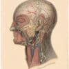 Lizars Pl. 100, View of the Lymphatic Vessels of the Head and Neck
