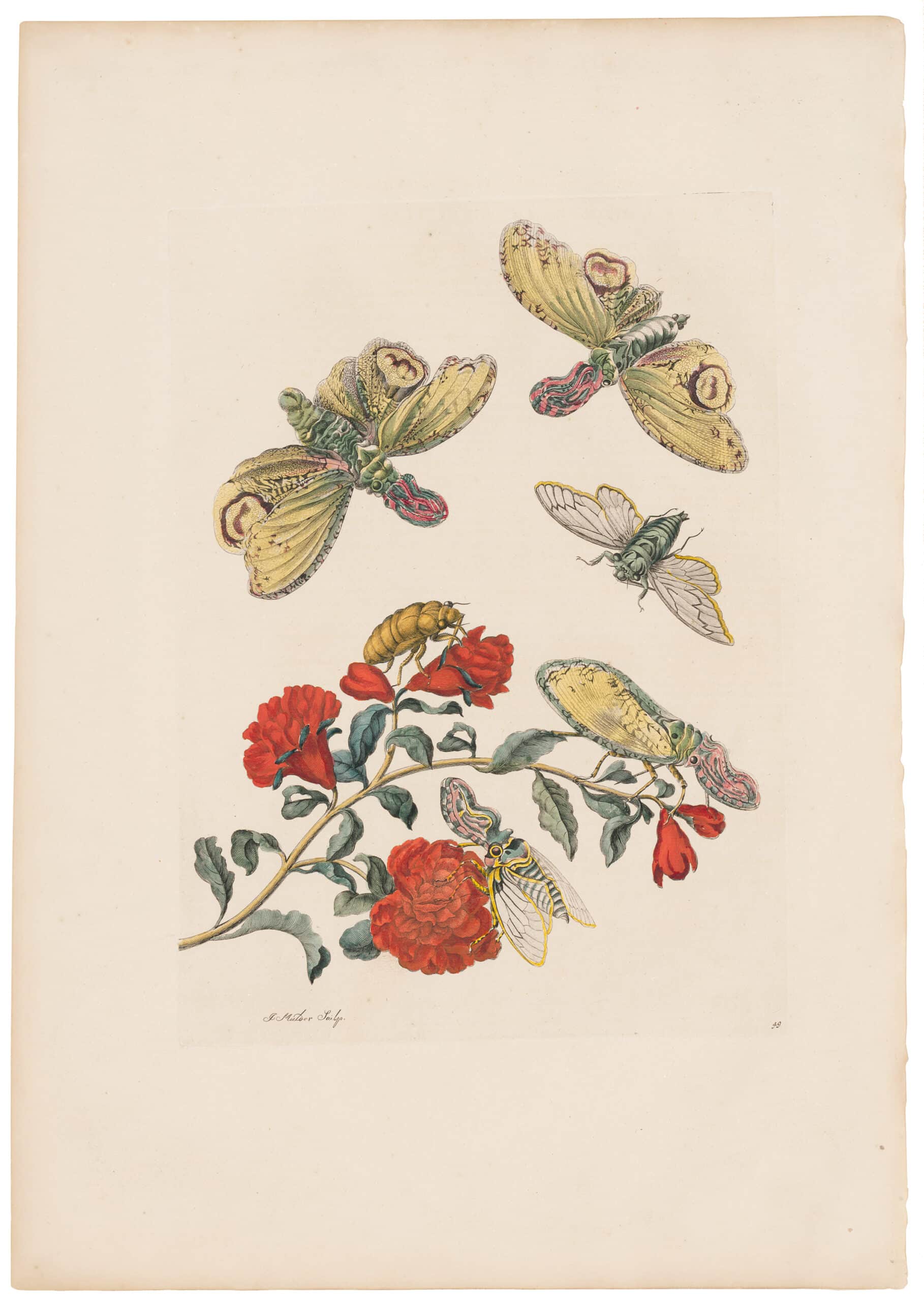 Metamorphosis Insectorum Surinamensium - 1726 Edition – Antique 