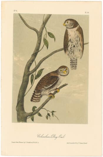 Audubon 2nd Ed. Octavo Pl. 30 Columbian Day - Owl
