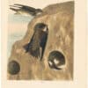 Audubon 2nd Ed. Octavo Pl. 50 Bank Swallow