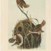 Audubon 2nd Ed. Octavo Pl. 123 Marsh Wren