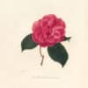 Berlese Pl. 208, Camellia Lochiana