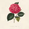 Berlese Pl. 275, Camellia Colletti (Ital.)
