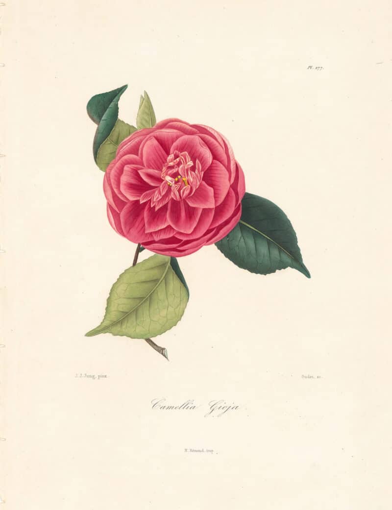 Berlese Pl. 277, Camellia Gioja