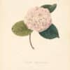 Berlese Pl. 278, Camellia Striped Major