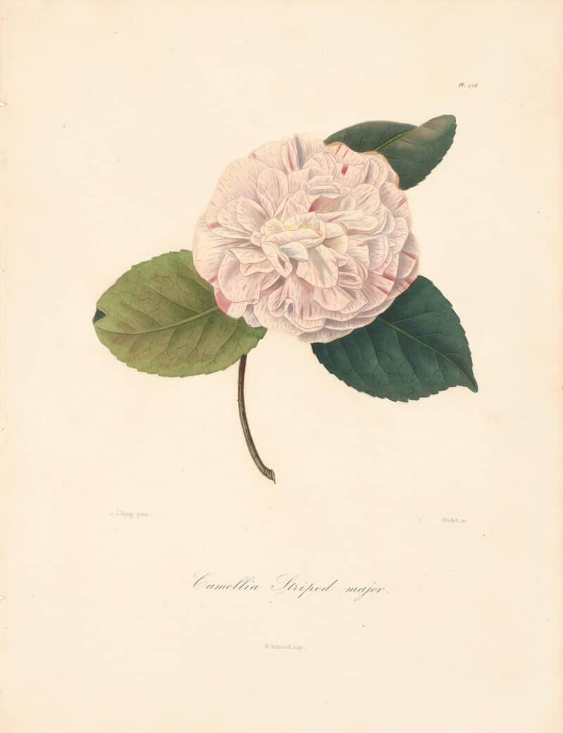 Berlese Pl. 278, Camellia Striped Major