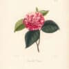 Berlese Pl. 279, Camellia Darsii