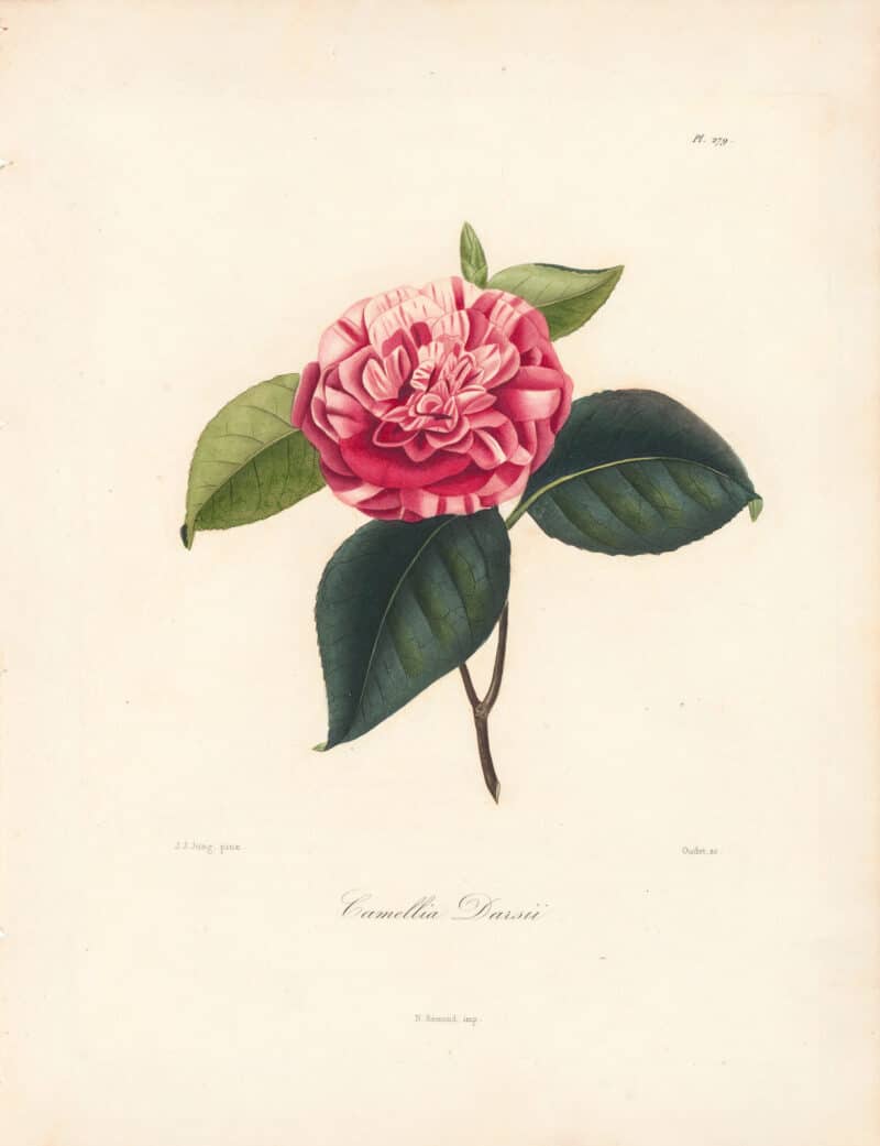 Berlese Pl. 279, Camellia Darsii