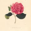 Berlese Pl. 281, Camellia Panceri